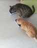 迈路士猫粮牛肉味鱼肉味成猫幼猫通用型全价猫粮营养均衡增肥长肉天然粮 鱼肉味纯主粮（不含冻干） 5斤 实拍图