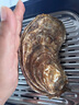 龙味福【活鲜】生蚝 乳山牡蛎 新鲜海蛎子生鲜贝类 【稀有超大号】7XL净重4斤（4-6只） 实拍图