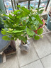重瓣茉莉花盆栽浓香型南方四季开花带盆驱蚊绿植花卉室内阳台庭院 茉莉5~6棵带花苞发货【不含盆】 实拍图