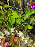VICTORIATOURIST跑步运动短裤男女夏季游泳马拉松田径三分裤速干二合一健身裤 实拍图