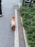 麦富迪 宠物狗狗零食 成犬幼犬训狗奖励鸡肉卷甘薯1200g 实拍图