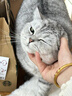 皇家皇家幼猫猫粮 幼猫奶糕 K36 通用粮 4-12月 4.5KG 实拍图