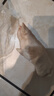 美人觉醒纯肋排新鲜 猪寸排 猪排冷冻土猪排骨 黑猪肉  猪蹄 猪肝生鲜猪肉 6只带筋猪蹄（4-6两/只） 实拍图