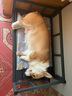 麦富迪狗粮 无谷牛肉双拼粮10kg 成犬小型犬泰迪比熊博美 实拍图