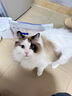 parlmu帕蓝姆狗零食冻干桶500g 10种宠物零食猫咪多春鱼狗狗零食奖励 实拍图