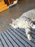 皇家（ROYAL CANIN）猫粮慕斯猫罐头湿粮奶糕幼猫粮全价粮 欧洲原装进口猫咪主食罐头 【新客尝鲜】猫奶糕罐头195g*1罐 实拍图