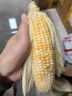滇味十足（DIANWEISHIZU）水果玉米甜玉米云南金银双色新鲜甜嫩水果玉米棒鲜玉米茄果瓜 金银双色 【精选9斤】（净重 约10-16根） 实拍图