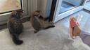网易严选全价冻干双拼猫粮幼猫成猫天然无谷猫粮 10kg 实拍图