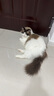 海洋之星猫零食猫罐头补水营养汤罐85g成猫幼猫肉罐 实拍图