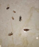 超威呋虫胺杀虫剂喷雾下水道蟑螂药家用厨房蟑螂跳蚤水溶喷雾7g兑4瓶 实拍图