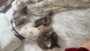 华元宠具（hoopet）猫咪绝育服宠物小狗狗母猫猫手术服透气戒奶服公猫防舔术后用衣服 实拍图