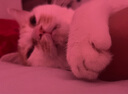 HELLOJOY猫咪指甲剪专用小盲剪狗狗指甲钳小猫指甲钳圆孔新手防抓防咬 实拍图