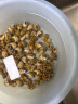 盛怡菲达【顺丰速发】花螺新鲜冷冻东风螺小香螺整箱商用批发海鲜水产 花螺 1000g 实拍图