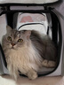 小佩宠物背包灰色 透明透气外出用大号便携小型犬双肩猫包 实拍图