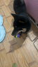 贵为（GiGwi）狗玩具高弹发声网球磨牙耐咬中小型犬玩具球幼犬宠物玩具球4只装 实拍图