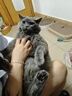 领先三文鱼主食猫条14g*15条成幼猫罐头全价猫粮湿粮零食营养补水 实拍图