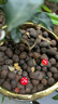 德沃多肥料 混色小陶粒(4mm)2.5kg 花盆垫底拌土回填透气花卉多肉养花铺面石 实拍图