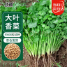 北蔬 香菜种子苗老品种四季盆栽大叶芫荽阳台菜籽 大叶香菜种子600粒 实拍图