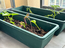 原起点 长方形种菜盆(18L)大花盆阳台塑料种菜箱懒人神器长条蔬菜种植箱 【加厚款】橄榄绿3个 实拍图