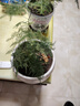 绿有意绿植盆栽多肉花卉盆栽植物室内桌面水培绿植办公室客厅植物懒人 6盆自选】植物和盆颜色请备注 实拍图