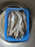 海宏盈 满籽多春鱼 特大多籽鱼鱼子海鲜鱼类生鲜烧烤火锅食材 2斤装特大规格15-17厘米 实拍图
