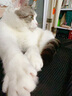 Orijen渴望猫粮 成猫幼猫干粮 全价通用无谷原味鸡肉进口5.4kg效期25/12 实拍图