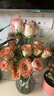 云南鲜花批发品质玫瑰百合水养鲜切花送女友生日礼物源头直发 卡布奇诺-10支 【任选2件—不收运費】 实拍图