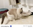 皇家皇家室内成猫粮 I27 通用粮 12月以上 10KG 实拍图