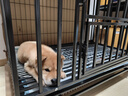 北鼻狗【升级全管加强 】狗笼中型犬大型犬狗笼子宠物狗狗笼子金毛用品 升级四面全管底部加强 黑色 94*64*85CM 建议70斤内 实拍图