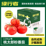 绿行者（GREER）安徽桃太郎小粉番茄 净重5斤 单果55g+ 生吃西红柿 源头直发 实拍图