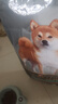 冠能狗粮消化舒适成犬狗粮全价7kg 天然益生元配方 改善肠胃敏感 实拍图