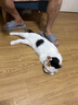 艾禾美（Arm&Hammer）铁锤猫砂黑盒红14磅美国进口膨润土猫砂 实拍图