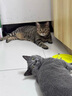 冠能猫粮成猫猫粮三文鱼味2.5kg 全价猫粮 稳固免疫 适口性强 实拍图