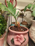 佰花锦新中式铁树小盆栽好养耐活四季常青办公室室内桌面精致小盆景 铁树宝宝+懒人吸水盆 整体高度11-20cm 实拍图