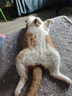 普安特宠物猫咪驱虫药体外驱虫滴剂幼猫驱成虫跳蚤非泼罗尼爱滴克 实拍图