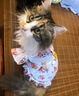 阿莫尔猫咪衣服夏季薄款网纱飞袖裙可牵引金渐层布偶幼猫宠物狗狗防掉毛 蘑菇飞袖裙 M(建议5-8斤具体参考胸围背长) 实拍图