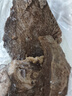 恒都 国产谷饲原切牛腱子 3斤 含腱子芯 生鲜牛肉 炖煮健身食材 实拍图