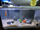 阔庭（KUOTING）鱼缸桌面透明生态鱼缸客厅水族箱白色 实拍图