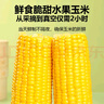 京鲜生东北水果玉米3.6斤 8根单根220g东北甜玉米棒开袋即食 源头直发 实拍图