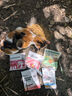 皇家成猫猫粮 泌尿道呵护 U31 1岁以上  50g*3 实拍图