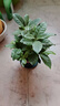 开时果 栀子花盆栽浓香型四季开花卉 阳台花卉好养绿植物源头直发包邮 加仑盆【90杯#栀子花】 实拍图
