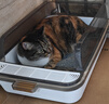 汤琪猫砂盆顶入半封闭猫厕防外溅幼猫成猫猫屎盆猫沙盆带猫砂铲垃圾袋 灰白色加大号 实拍图