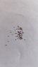 洋桔梗花种子各种花卉种子室内阳台盆栽花种子室外景观花卉籽大全 洋桔梗种子【绿色 300粒】 实拍图