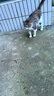 LEGENDSANDY蓝氏乳鸽猫粮幼猫成猫猫零食主食猫条餐包猫咪尝鲜大礼包246g 实拍图