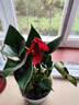 红掌盆栽白粉掌一帆风顺带花特大号花卉室内客厅面水培植物好养 土培加仑盆-红掌约30cm 带盆栽好 实拍图