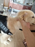 宠德多狗绳狗狗牵引绳遛狗绳胸背带狗链子防爆冲中大型犬金毛拉布拉多 黑色 M（建议24-46斤） 实拍图