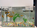 高清热弯浮法透明玻璃鱼缸客厅家用造景装饰生态中小型生态金鱼缸 热弯鱼缸-豪华升级套餐 长40*宽23*高25cm 实拍图