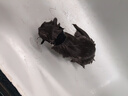 LION狮王艾宠宠物狗狗猫咪沐浴露祛跳蚤除螨除臭550ml猫狗通用二合一 实拍图