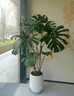 Only you【2小时达】发财树大型盆栽绿植花卉室内客厅办公室开业乔迁送礼 富贵树 实拍图