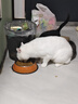凯锐思天然猫粮成猫粮鱼肉蓝猫全价猫粮 【肠胃健康】 经典款鱼肉味-4斤 实拍图